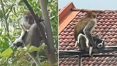 野猴綁架剛出生幼犬！「當自己的孩子緊抱不放」爬上樹　狗狗獲救時已虛脫