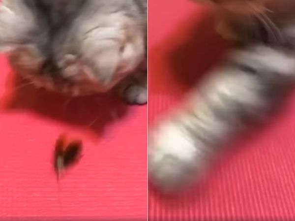▲▼貓咪咬蟑螂被媽媽發現。（圖／有點毛毛的／網友Bebe Wang提供）