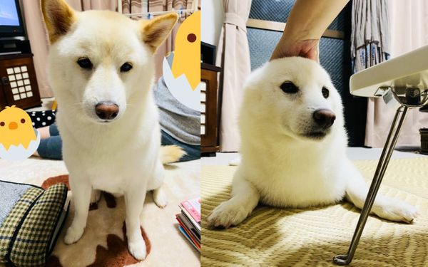 日本一隻白色柴犬日前在跟飼主撒嬌討摸時，被拍下超像海豹寶寶寶的照片，飼主分享到推特後，不少網友驚訝「家中竟然可以養海豹！」（圖片翻攝推特@UhJRkb57Yk7Sjbl）