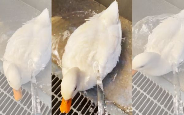 日本觀光農場上傳影片示範柯爾鴨羽毛的優異防水與撥水性，引起廣大網友讚嘆。（翻攝推特@worldranchbirds）