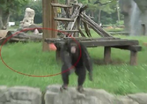 ▲▼黑猩猩（圖／翻攝自央視網）