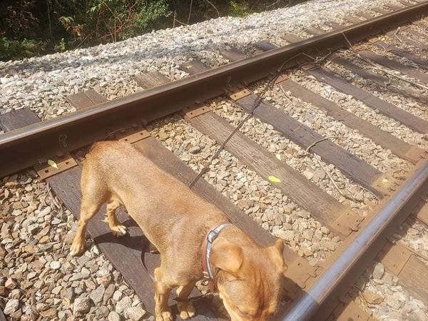 狗狗被綁在鐵軌中間。（圖／翻攝自Jennifer Dawn Winkelman臉書）