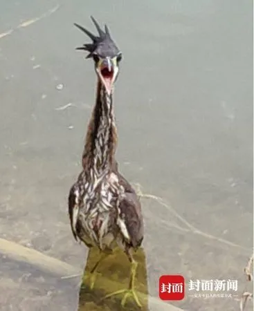 ▲▼兩名男子於貴州省黔西南興義市的萬峰湖發現一隻長相奇特的大鳥海南鳽。(圖/《封面新聞》)