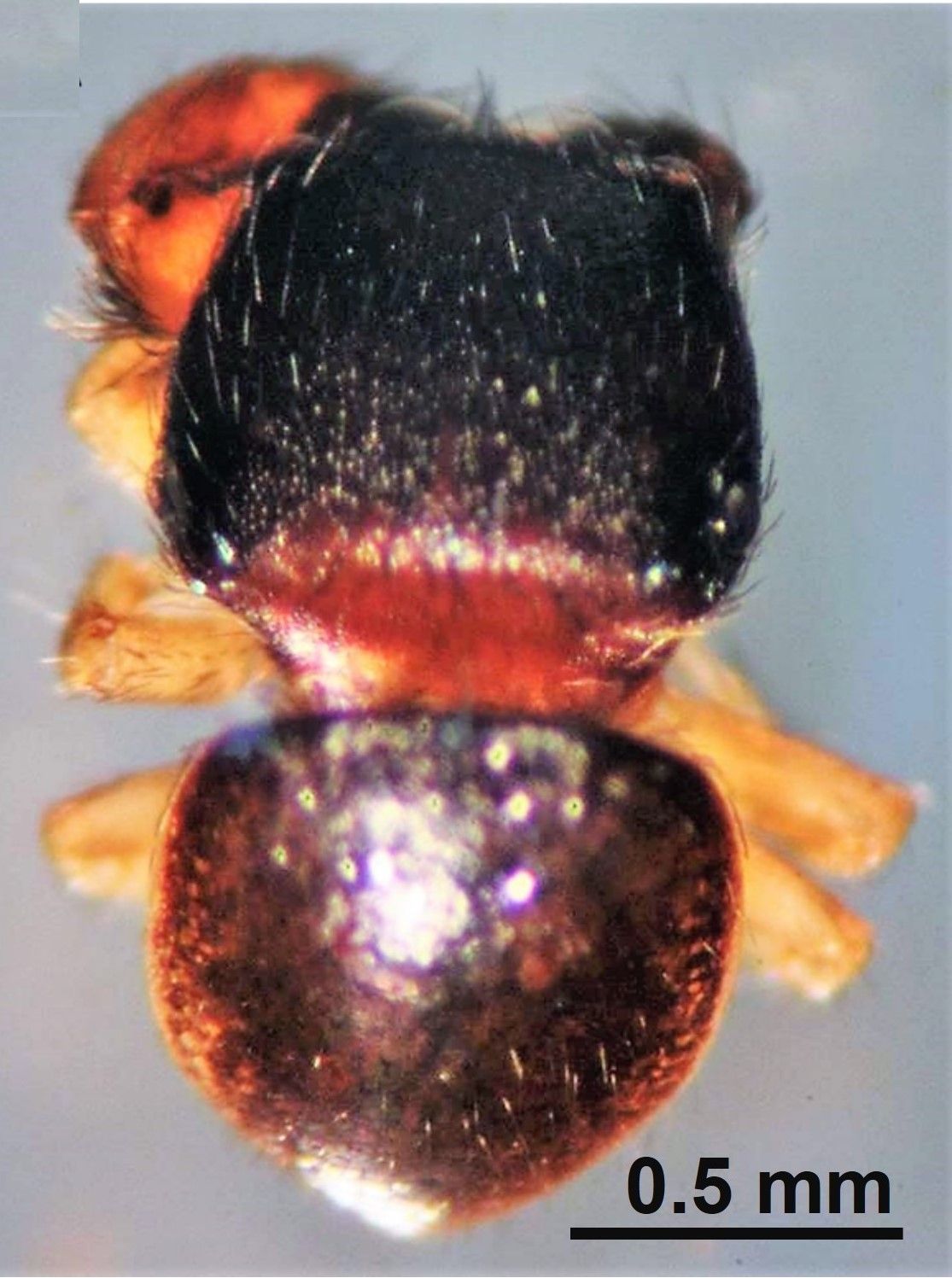 ▲▼嘉義縣鰲鼓濕地發現新種蜘蛛 讓世界看見台灣。(圖/嘉義縣政府提供)