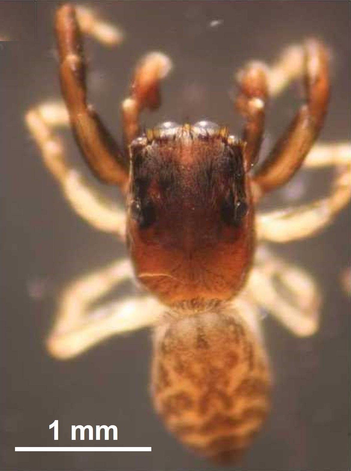 ▲▼嘉義縣鰲鼓濕地發現新種蜘蛛 臺灣小菱頭蛛。(圖/嘉義縣政府提供)