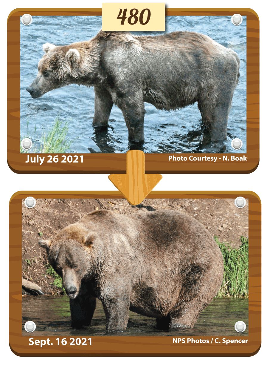 ▲2021肥熊週冠軍，棕熊「480歐提斯」。（圖／翻攝自Twitter／@Katmai National Park）