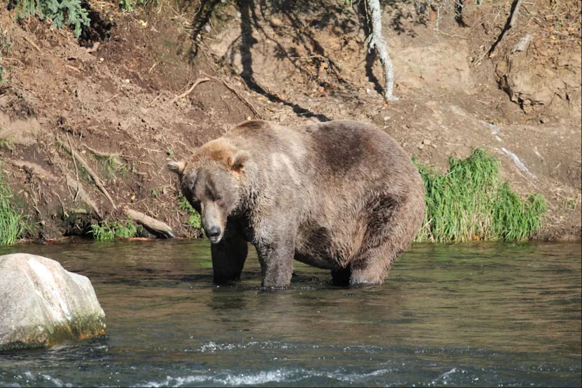 ▲2021肥熊週冠軍，棕熊「480歐提斯」。（圖／翻攝自Twitter／@Katmai National Park）