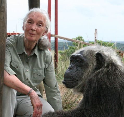 珍古德博士是全世界最知名的靈長類生物專家，長年投身保育黑猩猩活動。（翻攝Jane Goodall Facebook）