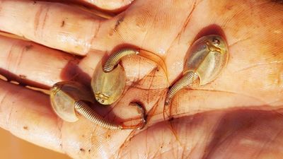 沙漠降甘霖「三眼異形」破卵出土！美生態員激動護在手心：牠們沉睡了數十年