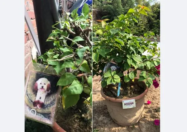 ▲▼ 。(圖/截取自臉書社團《豐原好康聯盟社團》)