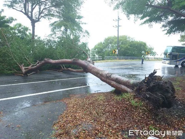 ▲▼台東台11線「東河包子」附近段路樹橫倒,一度阻斷雙向車流。(圖/台東縣警察局提供,下同)
