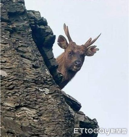 ▲奇萊主峰上的水鹿從岩石後方探頭望向山友，模樣逗趣。（圖／張姓山友提供）