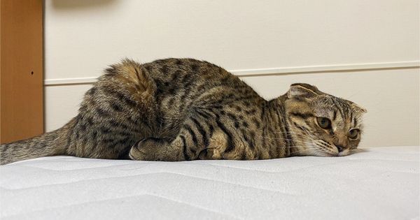 日本一隻網紅貓松茸，在想睡覺或耍賴時，會擺出很像人類想耍廢的姿勢，配上厭世的表情，在推特上爆紅。（翻攝推特matsutake_cat）