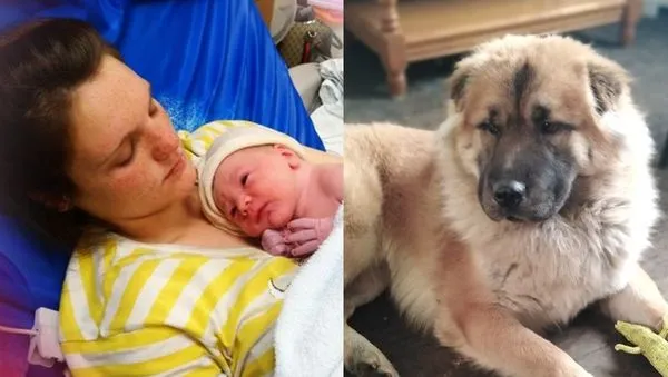 溫柔鬆獅犬突然咬死12天大兒 「媽媽在廁所」和老公被控殺人!(圖/翻攝自Facebook)