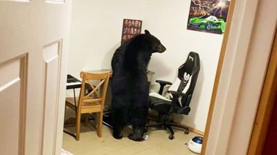 「熊熊入侵」以為牠餓了！客廳都抓痕唯獨廚房安好　屋主懵了：單純看房嗎