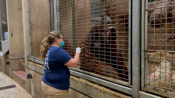 ▲▼工作人員正在替紅毛猩猩施打動物用新冠疫苗。（圖／翻攝自Smithsonian`s National Zoo官網）