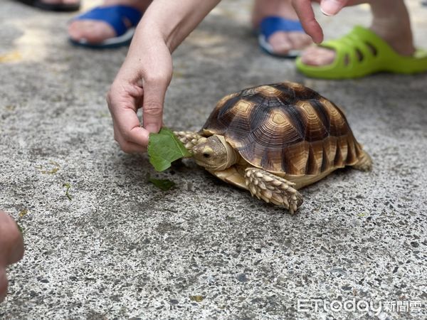 ▲埔榮職能治療師與可愛的小象龜帶領精神科病房病友進行生命教育體驗。（圖／台中榮總埔里分院提供）