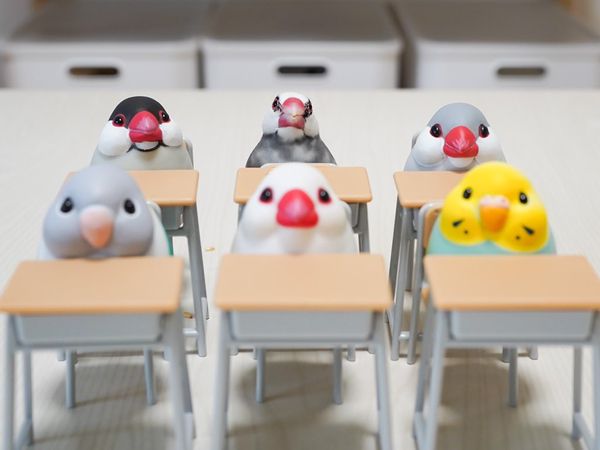 坐在中間後排的櫻文鳥「KINOKO」，還看向鏡頭與同學們留下認真上課的合影，網友與飼主都讚嘆是奇蹟的瞬間。（圖片翻攝推特@suz_kinoko）