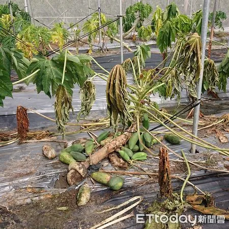 ▲木瓜大雨過後易生根腐病 。(圖/記者陳崑福翻攝,以下同)