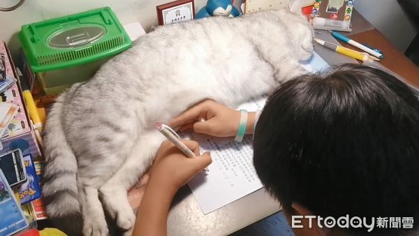 ▲▼哥哥寫作業打噴嚏，陪讀貓嚇到抖一大下。（圖／網友Vivi Wu授權提供）