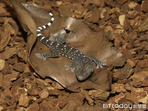 ▲▼大壁虎產出小萌壁虎，可愛登場。（圖／台北市立動物園授權提供）