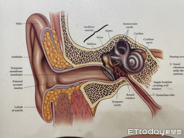 ▲陳津甫醫師表示「突發性的聽力退化」，目前還找不出切確的發病原因             。（圖／記者吳奕靖攝）