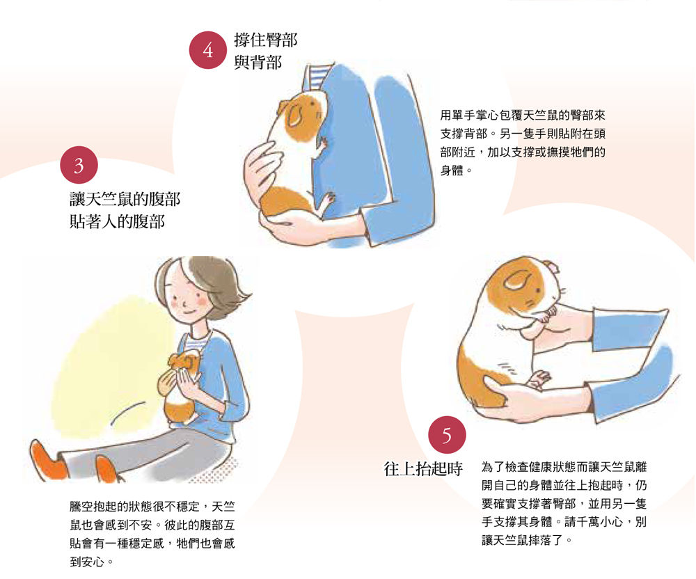 台灣東販《天竺鼠完全飼養手冊：日常照顧、互動相處、健康管理一本掌握！》
