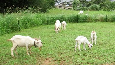 除草機out！日本農場推「派遣山羊團隊」　清除雜草「順便進食」當供餐