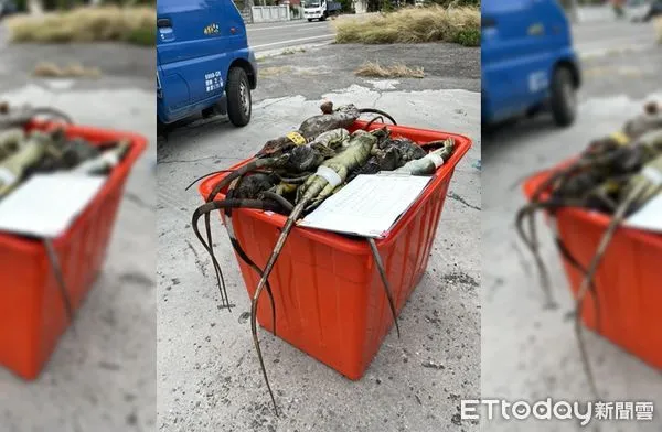 ▲▼彰化二林溪綠鬣蜥氾濫,2獵人2周捕243隻。(圖/記者唐詠絮翻攝)