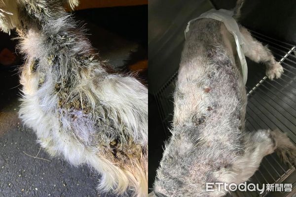 ▲小白犬遭棄新月沙灣吹冷風　「全身都是傷」見食物臉埋飯碗惹心疼。（圖／新竹市浪愛傳遞貓狗tnvr協會提供）