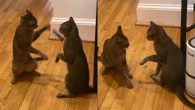 兩隻貓皇「互鬥像鏡子反射」默契十足　30秒神同步網全看傻