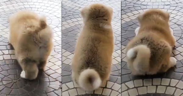 日本的《秋田犬會館》拍到一隻秋田幼犬，尾巴成波狀搖動，看起來Ｑ彈又魔性，影片上傳推特爆紅，許多網友大讚可愛又不可思議。（翻攝推特＠akitainuho）