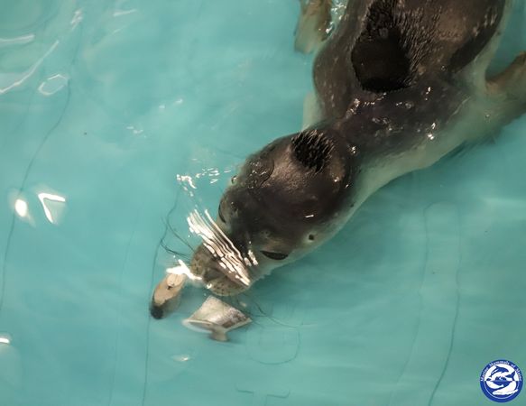 救援海豹學習覓食。（圖／翻攝自Marine Mammals of Maine）