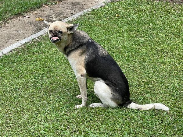 菲律賓英雄狗狗卡邦。（圖／翻攝自Anton Mari H. Lim臉書）