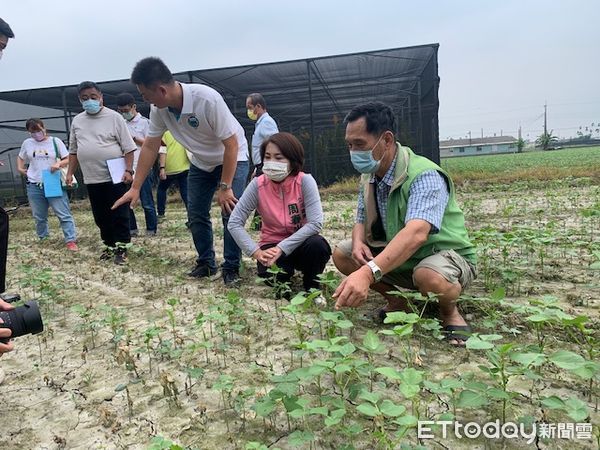 ▲綠鬛蜥危害萬丹紅豆田             。（圖／記者陳崑福翻攝，以下同）