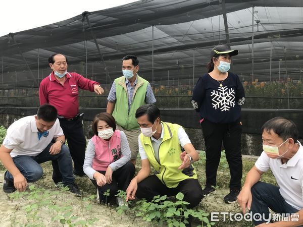 ▲綠鬛蜥危害萬丹紅豆田             。（圖／記者陳崑福翻攝，以下同）