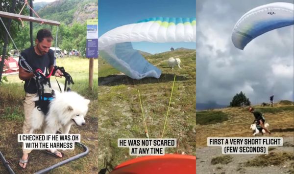 狗在天空飛！薩摩耶跟著玩飛行傘　淡定又享受網讚「冒險系萌犬！」
