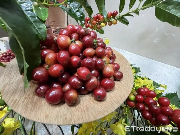 ▲▼台灣第一個本土育成咖啡品種「台農1號」。(圖/記者許展溢攝)