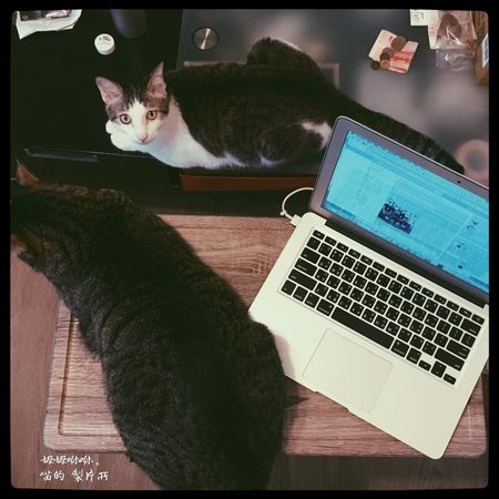 ▲▼夾縫中用電腦的媽媽，被兩隻貓左右卡位。（圖／有點毛毛的／粉專「姆姆咻咻。喵的 製片所」提供）