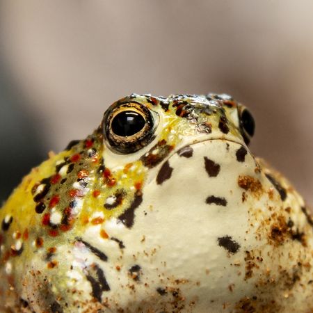 聖十字蛙。（圖／翻攝自Zoos Victoria臉書）