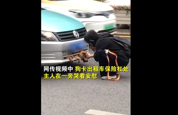 狗狗被車撞上卡保險桿。（圖／翻攝自微博@時間視頻）