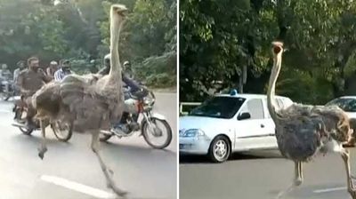 車陣中有鴕鳥！　「兩腿拼命狂奔」根本上班快遲到ㄉme