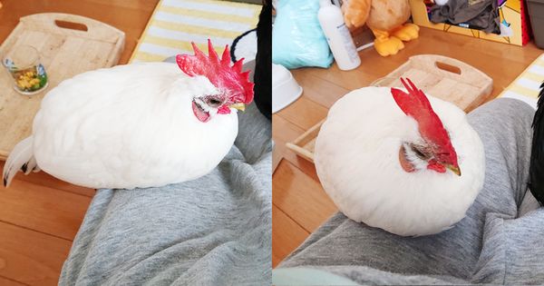 日本一名網友分享家中寵物雞，窩在自己大腿上時，因為放鬆想睡，整隻縮成圓滾滾的球形，萌到十幾萬網友爆紅，被許多人說很像麻糬，也很像貓在撒嬌。（圖片翻攝推特＠niwatori3wa）