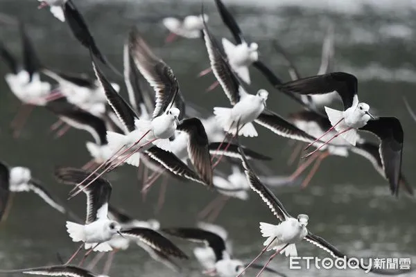 ▲2021秋水鳥季周六登場 參加「野鳥趴」欣賞千鳥飛舞遷徙秀。(圖/記者陳凱力翻攝)