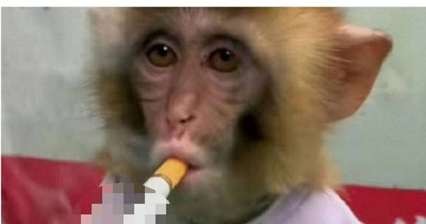 大陸河北衡水野生動物園上傳讓猴子吸菸的影片。（圖／翻攝自微博）