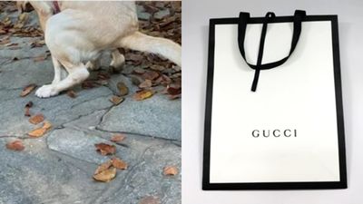 「拿Gucci紙袋裝狗便」被搶了！女用名牌袋子接愛犬排泄物　搶匪逃跑後她笑歪