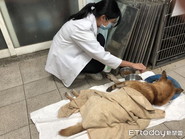 ▲九份流浪犬疑遭車撞「脖子以下全癱」　胸髓錯位恐一輩子住冰鐵籠。（圖／新北動保處提供）