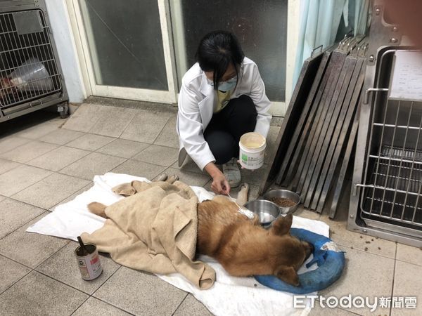 ▲九份流浪犬疑遭車撞「脖子以下全癱」　胸髓錯位恐一輩子住冰鐵籠。（圖／新北動保處提供）