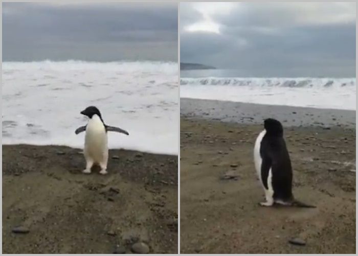 ▲▼南極小企鵝迷途現蹤紐西蘭，被誤認玩偶。（圖／翻攝自twitter／@elliotjweir）