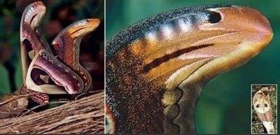 眼鏡蛇怎麼「一個身體長出兩顆頭」？ 　牠拍拍翅膀發現：是隻昆蟲